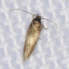 Periploca atrata by (c) Elliott Gordon, some rights reserved (CC BY), uploaded by Elliott Gordon. Used under a CC-BY license.
