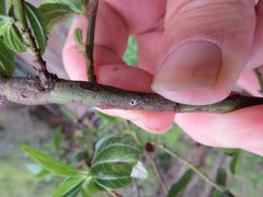 Periploca ceanothiella by (c) Garth Harwood, some rights reserved (CC BY), uploaded by Garth Harwood. Used under a CC-BY license.