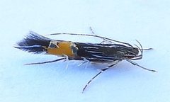 Cosmopterix inopis by (c) jimeckert49, some rights reserved (CC BY). Used under a CC-BY license.