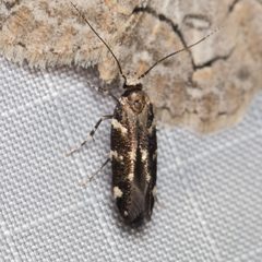 Eteobalea sexnotella by (c) Ken-ichi Ueda, some rights reserved (CC BY), uploaded by Ken-ichi Ueda. Used under a CC-BY license.