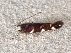 Eteobalea sexnotella by (c) Michelle W. (鍾偉瑋), some rights reserved (CC BY), uploaded by Michelle W. (鍾偉瑋). Used under a CC-BY license.