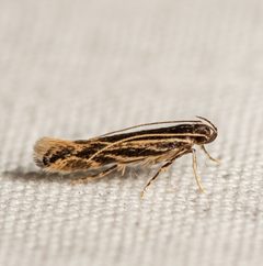 Eralea albalineella by (c) Justin Williams, some rights reserved (CC BY), uploaded by Justin Williams. Used under a CC-BY license.
