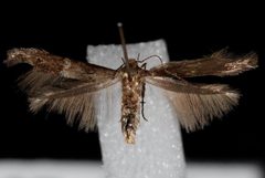 Sorhagenia nimbosus by (c) Unspecified, University of British Columbia, some rights reserved (CC BY). Used under a CC-BY license.