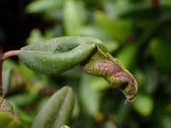 Sorhagenia nimbosus by (c) Cricket Raspet, some rights reserved (CC BY), uploaded by Cricket Raspet. Used under a CC-BY license.