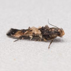 Walshia miscecolorella by (c) Ken-ichi Ueda, some rights reserved (CC BY), uploaded by Ken-ichi Ueda. Used under a CC-BY license.