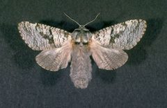 Acossus by (c) James Solomon, USDA Forest Service, United States, some rights reserved (CC BY). Used under a CC-BY license.