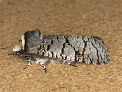 Cossinae by (c) Donald Hobern, some rights reserved (CC BY). Used under a CC-BY license.