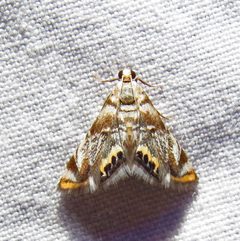 Eoparargyractis irroratalis by (c) David Dodd, some rights reserved (CC BY), uploaded by David Dodd. Used under a CC-BY license.