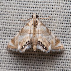 Eoparargyractis plevie by (c) Ken-ichi Ueda, some rights reserved (CC BY), uploaded by Ken-ichi Ueda. Used under a CC-BY license.