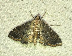 Oligostigmoides cryptalis by (c) desertnaturalist, some rights reserved (CC BY), uploaded by desertnaturalist. Used under a CC-BY license.