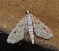 Parapoynx allionealis by (c) Nick Block, some rights reserved (CC BY), uploaded by Nick Block. Used under a CC-BY license.