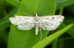 Parapoynx allionealis by (c) Laura Gaudette, some rights reserved (CC BY), uploaded by Laura Gaudette. Used under a CC-BY license.