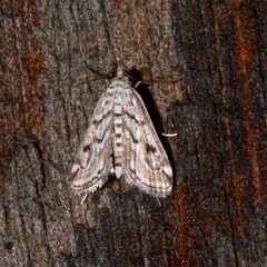 Parapoynx allionealis by (c) Laura Gaudette, some rights reserved (CC BY), uploaded by Laura Gaudette. Used under a CC-BY license.