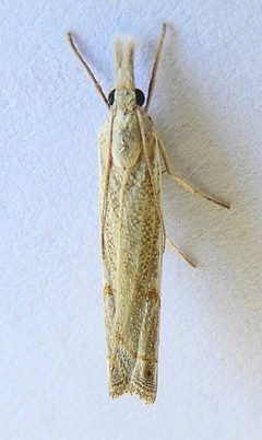 Almita portalia by (c) jimeckert49, some rights reserved (CC BY). Used under a CC-BY license.