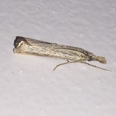 Agriphila vulgivagellus by no rights reserved, uploaded by Alan Kneidel. Used under a CC0 license.