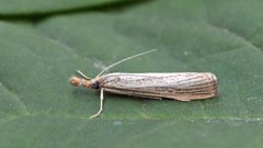 Agriphila vulgivagellus by (c) Andy Reago & Chrissy McClarren, some rights reserved (CC BY). Used under a CC-BY license.