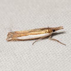 Crambus cypridalis by (c) Ken-ichi Ueda, some rights reserved (CC BY), uploaded by Ken-ichi Ueda. Used under a CC-BY license.
