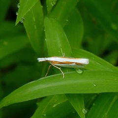 Crambus girardellus by (c) John B., some rights reserved (CC BY). Used under a CC-BY license.