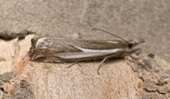 Crambus hamella by (c) Thomas Irvine, some rights reserved (CC BY), uploaded by Thomas Irvine. Used under a CC-BY license.