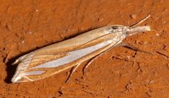 Crambus satrapellus by (c) Laura Gaudette, some rights reserved (CC BY), uploaded by Laura Gaudette. Used under a CC-BY license.