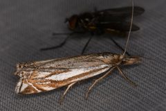 Crambus whitmerellus by (c) Trevor Van Loon, some rights reserved (CC BY), uploaded by Trevor Van Loon. Used under a CC-BY license.