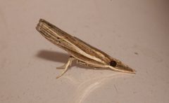 Fissicrambus haytiellus by (c) Laura Gaudette, some rights reserved (CC BY), uploaded by Laura Gaudette. Used under a CC-BY license.
