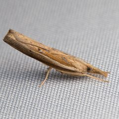 Fissicrambus haytiellus by (c) Ken-ichi Ueda, some rights reserved (CC BY), uploaded by Ken-ichi Ueda. Used under a CC-BY license.