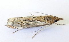 Mesolia huachucaella by (c) jimeckert49, some rights reserved (CC BY). Used under a CC-BY license.