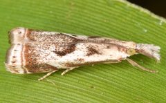 Microcrambus elegans by (c) skitterbug, some rights reserved (CC BY), uploaded by skitterbug. Used under a CC-BY license.