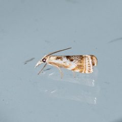 Microcrambus elegans by (c) Patrick Hanly, some rights reserved (CC BY), uploaded by Patrick Hanly. Used under a CC-BY license.