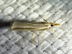 Thaumatopsis bolterellus by (c) Annika Lindqvist, some rights reserved (CC BY), uploaded by Annika Lindqvist. Used under a CC-BY license.