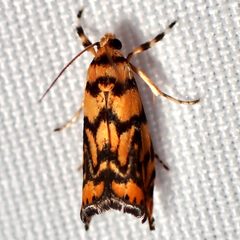 Diptychophora harlequinalis by (c) Sue Carnahan, some rights reserved (CC BY), uploaded by Sue Carnahan. Used under a CC-BY license.