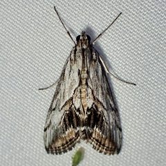 Evergestis simulatilis by (c) Sue Carnahan, some rights reserved (CC BY), uploaded by Sue Carnahan. Used under a CC-BY license.