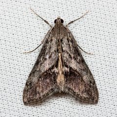 Evergestis subterminalis by (c) Ken-ichi Ueda, some rights reserved (CC BY), uploaded by Ken-ichi Ueda. Used under a CC-BY license.