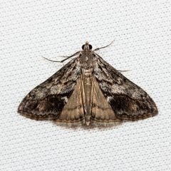 Evergestis subterminalis by (c) Ken-ichi Ueda, some rights reserved (CC BY), uploaded by Ken-ichi Ueda. Used under a CC-BY license.