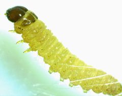 Dicymolomia julianalis by no rights reserved, uploaded by Ken Kneidel. Used under a CC0 license.