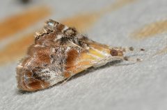 Dicymolomia julianalis by no rights reserved, uploaded by Chrissy McClarren and Andy Reago. Used under a CC0 license.