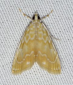 Glaphyria glaphyralis by (c) Nick Block, some rights reserved (CC BY), uploaded by Nick Block. Used under a CC-BY license.