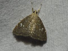 Nephrogramma reniculalis by (c) Sam Kieschnick, some rights reserved (CC BY), uploaded by Sam Kieschnick. Used under a CC-BY license.