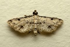 Lathrotelinae by (c) sunnyjosef, some rights reserved (CC BY), uploaded by sunnyjosef. Used under a CC-BY license.