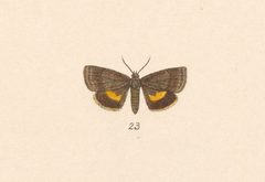 Heliothelopsis arbutalis by no rights reserved, uploaded by Andreas Manz. Used under a CC0 license.