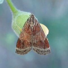 Heliothelopsis arbutalis by (c) Sue Carnahan, some rights reserved (CC BY), uploaded by Sue Carnahan. Used under a CC-BY license.