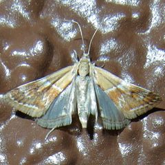 Noctueliopsis bububattalis by (c) Sue Carnahan, some rights reserved (CC BY), uploaded by Sue Carnahan. Used under a CC-BY license.