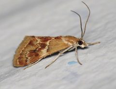 Noctueliopsis bububattalis by (c) Nick Block, some rights reserved (CC BY), uploaded by Nick Block. Used under a CC-BY license.