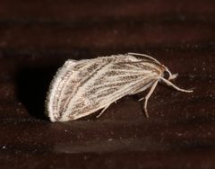 Procymbopteryx belialis by (c) Laura Gaudette, some rights reserved (CC BY), uploaded by Laura Gaudette. Used under a CC-BY license.