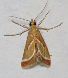 Rhodocantha diagonalis by (c) Nick Block, some rights reserved (CC BY), uploaded by Nick Block. Used under a CC-BY license.