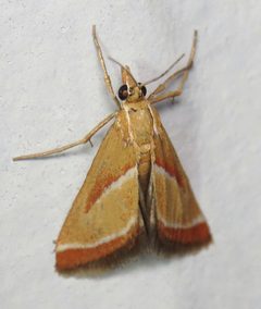 Rhodocantha diagonalis by (c) Nick Block, some rights reserved (CC BY), uploaded by Nick Block. Used under a CC-BY license.