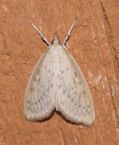 Crocidophora pustuliferalis by (c) Laura Gaudette, some rights reserved (CC BY), uploaded by Laura Gaudette. Used under a CC-BY license.