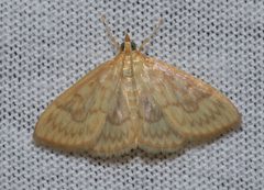 Crocidophora serratissimalis by (c) Andy Reago & Chrissy McClarren, some rights reserved (CC BY). Used under a CC-BY license.