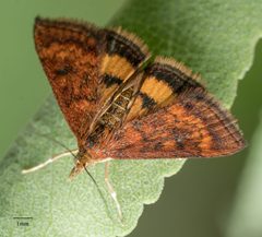 Pyrausta californicalis by no rights reserved, uploaded by Jesse Rorabaugh. Used under a CC0 license.